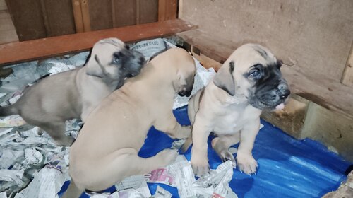 グレート・デーン 犬の販売・譲渡 1848 純フォーンのパピー