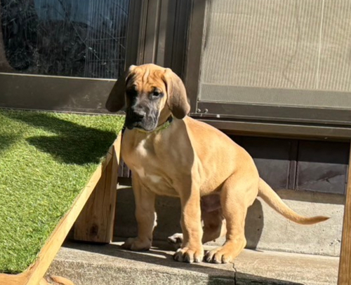 グレート・デーン 犬の販売・譲渡 1850 優良血統!ショータイプの男の子