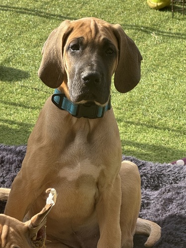 グレート・デーン 犬の販売・譲渡 1851 決まりました。超優良血統!おっとり君な男の子