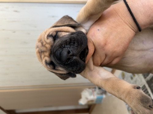 グレート・デーン 犬の販売・譲渡 1854 優良血統の子が生まれました