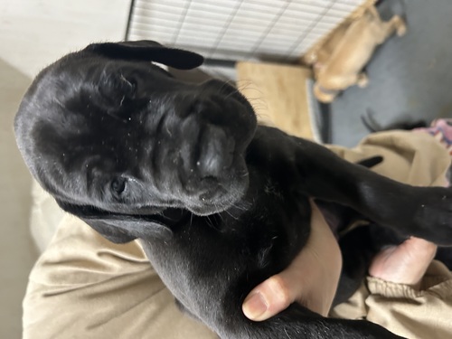 グレート・デーン 犬の販売・譲渡 1855 お家が決まりました。