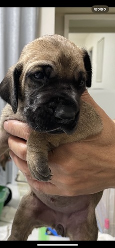 グレート・デーン 犬の販売・譲渡 1859 優良血統骨太の女の子