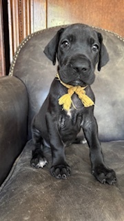 グレート・デーン 犬の販売・譲渡 1862 希少カラーのブルー系ブラック・グレートデーン仔犬