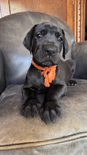 グレート・デーン 犬の販売・譲渡 1865 ブルー系ブラック・イチオシの大きな女の仔。オレンジ