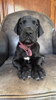 グレート・デーン 犬の販売・譲渡 1866 むらさきリボンの女の仔・ブルー系ブラック!