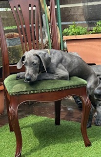 希少カラー・ブルーグレートデン 犬の販売 1870
