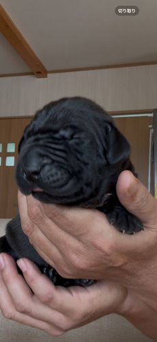 グレート・デーン 犬の販売・譲渡 1876 素晴らしい両親より誕生致しました。特別価格。