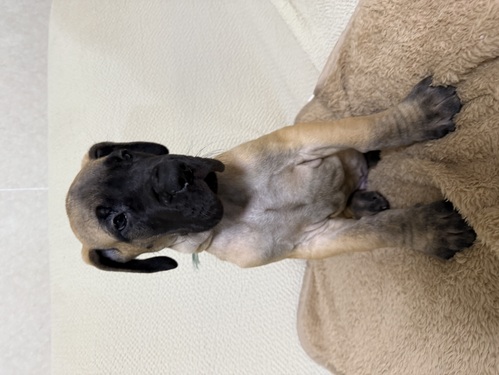 グレート・デーン 犬の販売・譲渡 1886 ☆素晴らしいグレートデン誕生しました☆