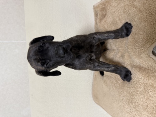 グレート・デーン 犬の販売・譲渡 1887 ☆希少なブラックブリンドル誕生しました☆