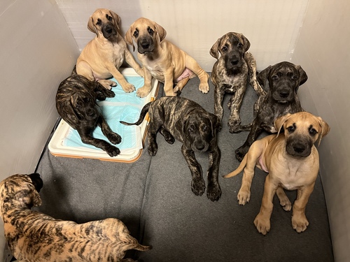 グレート・デーン 犬の販売・譲渡 1890 とても可愛い子達が生まれました!