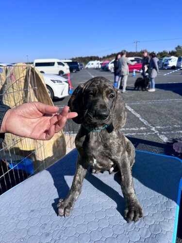 �O���[�g�E�f�[�� ���̔̔��E���n 1891 �u�����h���̒j�̎q�ł�