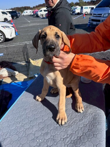 グレート・デーン 犬の販売・譲渡 1892 フォーンの女の子(赤リボン)