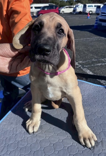 グレート・デーン 犬の販売・譲渡 1893 フォーンの女の子(ピンクリボン)