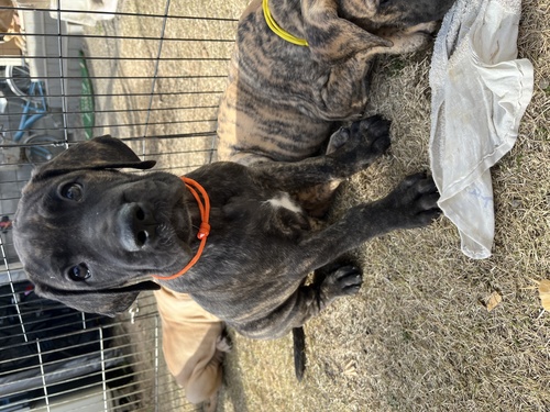 グレート・デーン 犬の販売・譲渡 1894 ブリンドルの女の子(オレンジリボン)