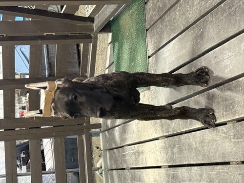 �O���[�g�E�f�[�� ���̔̔��E���n 1899 ���󏭂ȃu���b�N�u�����h���a�����܂�����