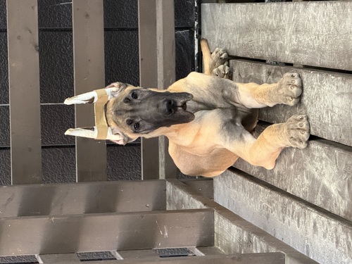 �O���[�g�E�f�[�� ���̔̔��E���n 1900 ���f���炵���e���a�����܂�����