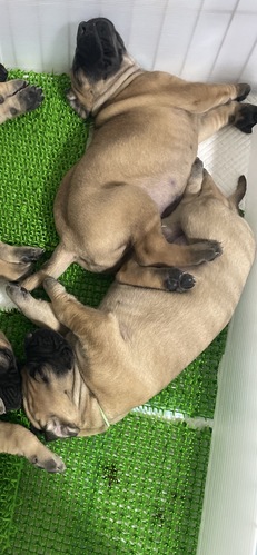 �O���[�g�E�f�[�� ���̔̔��E���n 1901 ���Ȃ������Ȏe���B