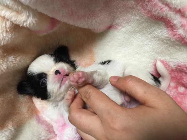 良血統 小さめ〜極小います 犬の販売 1301