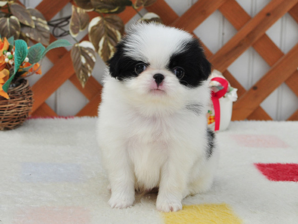 自慢のお顔をご覧下さい 犬の販売 1317