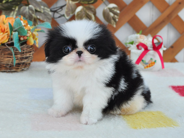 小振りで可愛い子です 犬の販売 1318