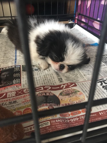 狆のムチムチコロコロの可愛い男の子 犬の販売 1321