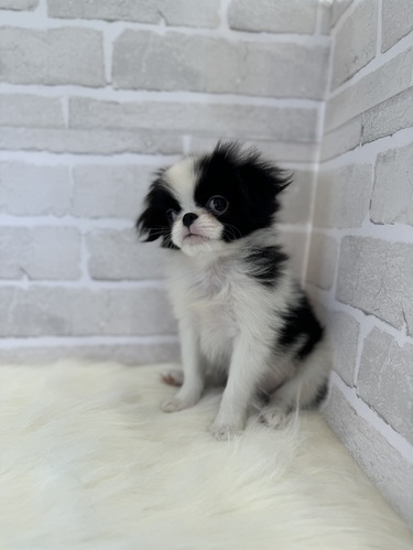狆 犬の販売・譲渡 1386 全て込みです。
