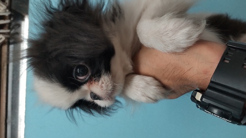 狆 犬の販売・譲渡 1387 狆、白黒の男の子