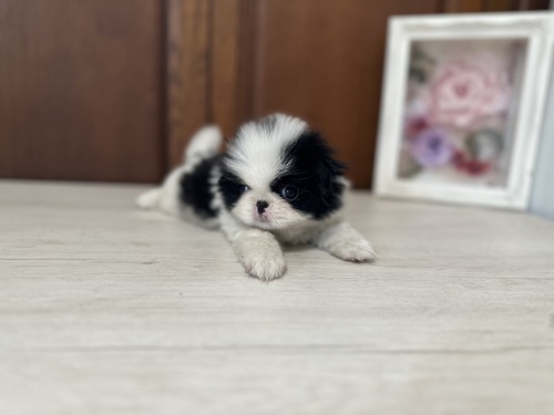 狆 犬の販売・譲渡 1388 チン6兄妹です⭐︎