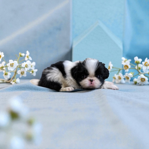 狆 犬の販売・譲渡 1390 めちゃくちゃ可愛い狆の男の子です。