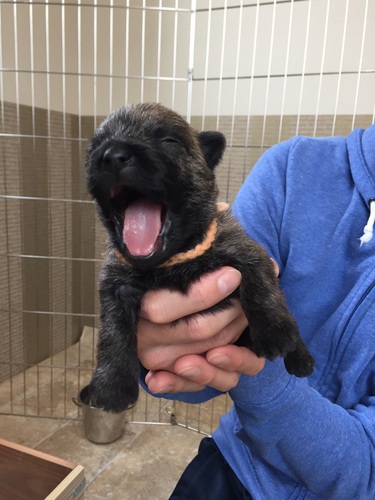 健全で綺麗なパピー達です 犬の販売 695