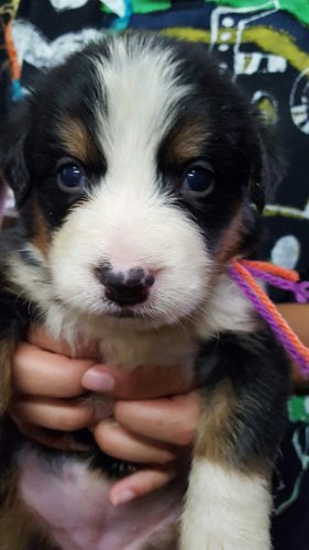 完売しました!柄の綺麗なバーニーズパピー! 犬の販売 2023