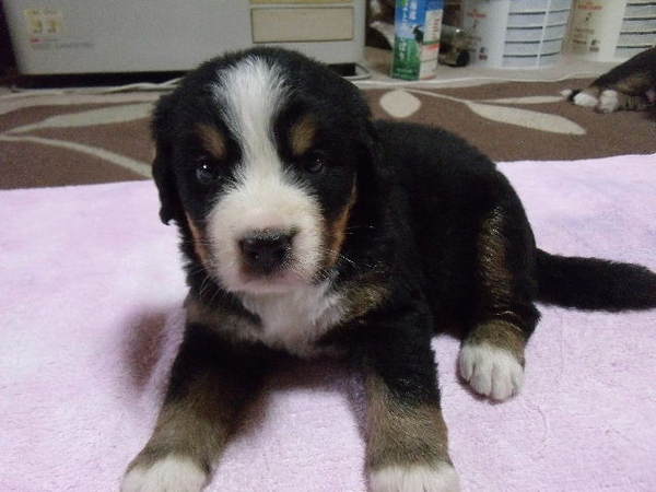 皆、決まりました 犬の販売 2026