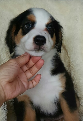 人懐こく甘えん坊な可愛い姉妹です。 犬の販売 2031