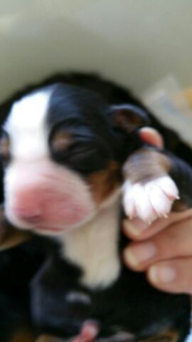バーニーズ子犬 産まれました! 犬の販売 2035