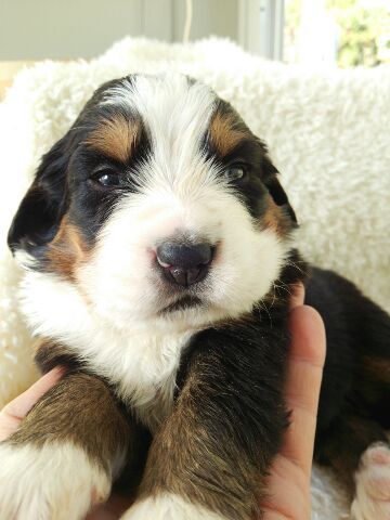 よちよち歩きが上手になってきました 犬の販売 2039