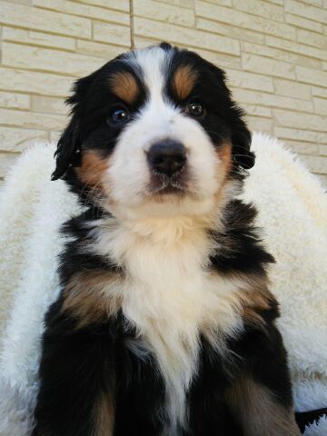 いよいよ12月20日よりお引渡しです。 犬の販売 2041