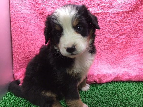 【静岡県西部】女の子たくさん!バーニーズ仔犬♪ 犬の販売 2044