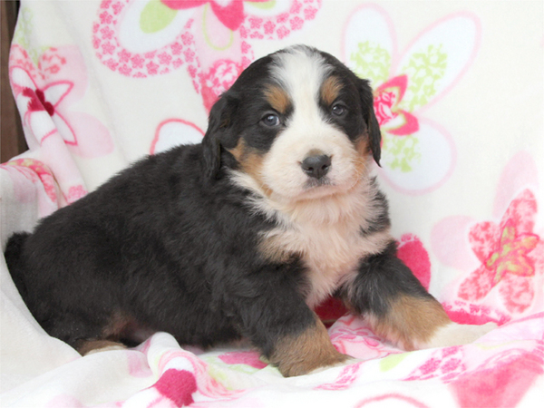 ★人間大好き、ビッグで甘えたな子供達です!★ 犬の販売 2046