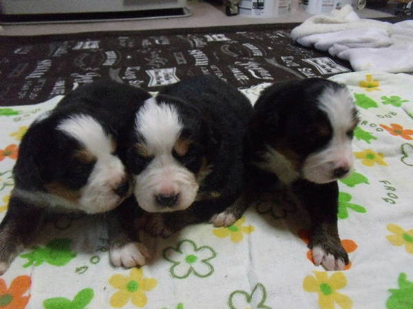 5兄弟 元気に育っています 犬の販売 2054