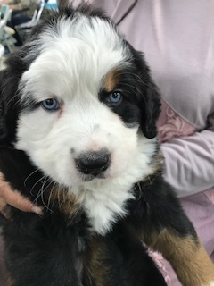 個性的です 犬の販売 2064