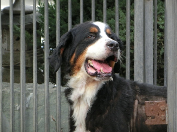 とってもかわいく元気で健康な赤ちゃんが生まれました 犬の販売 2077