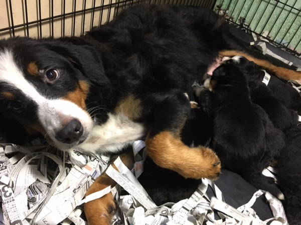 【静岡県西部】バーニーズ9頭兄弟! 犬の販売 2079