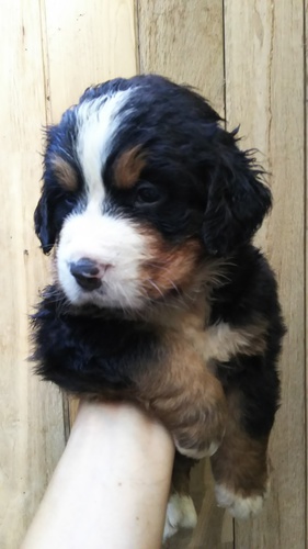 ヨーロッパラインのバーニーズマウンテンドッグ 犬の販売 2085