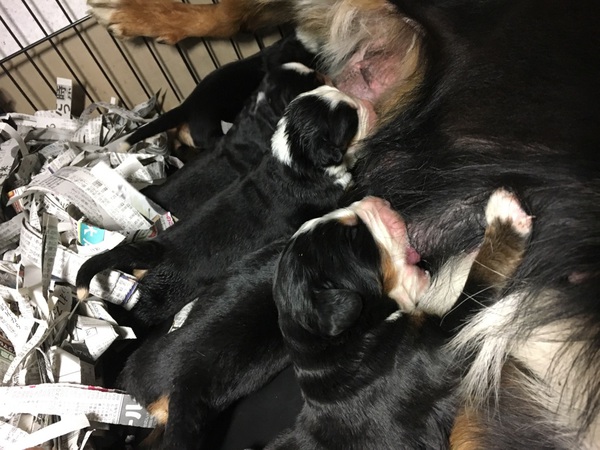 【静岡県西部】バーニーズ5頭兄弟♪ 犬の販売 2091