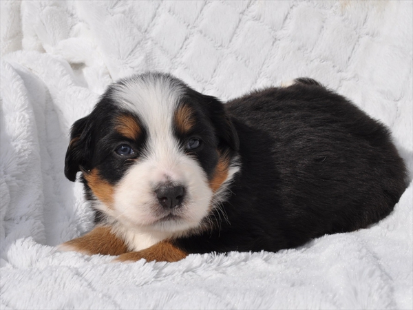 皆ご家族が見つかりました 犬の販売 2092