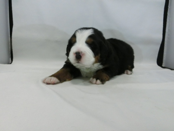 とってもかわいく元気で健康な赤ちゃんが生まれました 犬の販売 2094