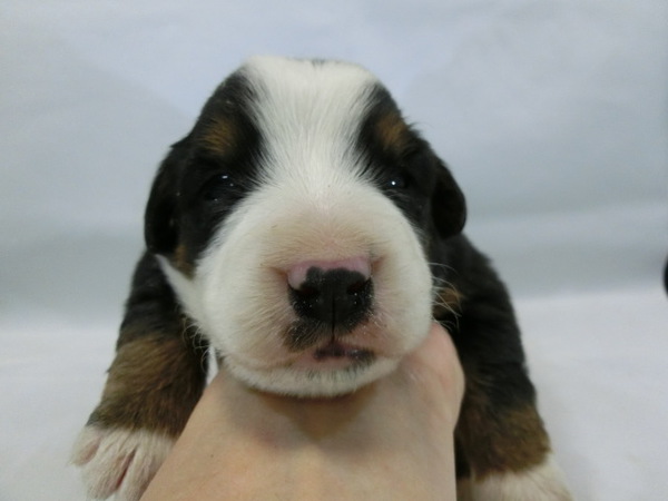 とっても可愛く元気で健康な赤ちゃんが生まれました! 犬の販売 2101