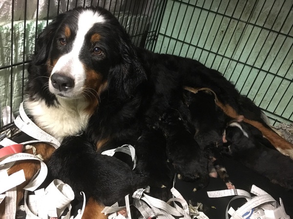 【静岡県西部】バーニーズ8頭兄弟! 犬の販売 2115