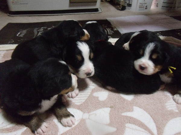 ご予約受付中です 犬の販売 2117