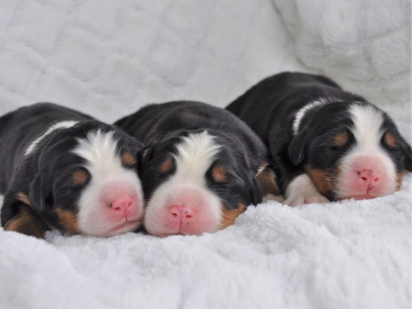 バーニーズ子犬 募集終了しました 犬の販売 2122